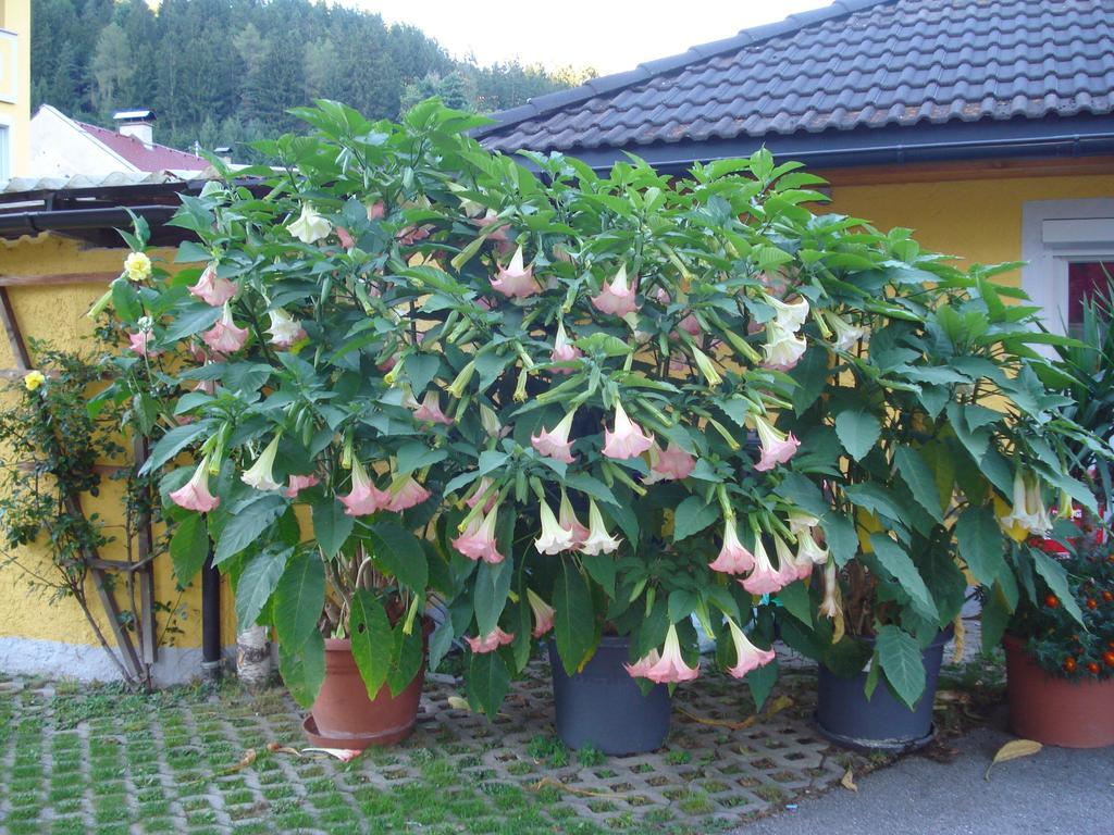 Pension & Ferienwohnung Dullnig Gmund in Karnten Luaran gambar